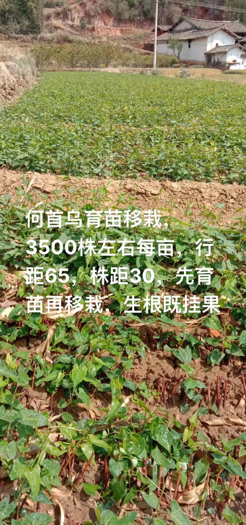 何首乌价格多少钱一斤?规格、产地、年份影响报价 运输距离影响
