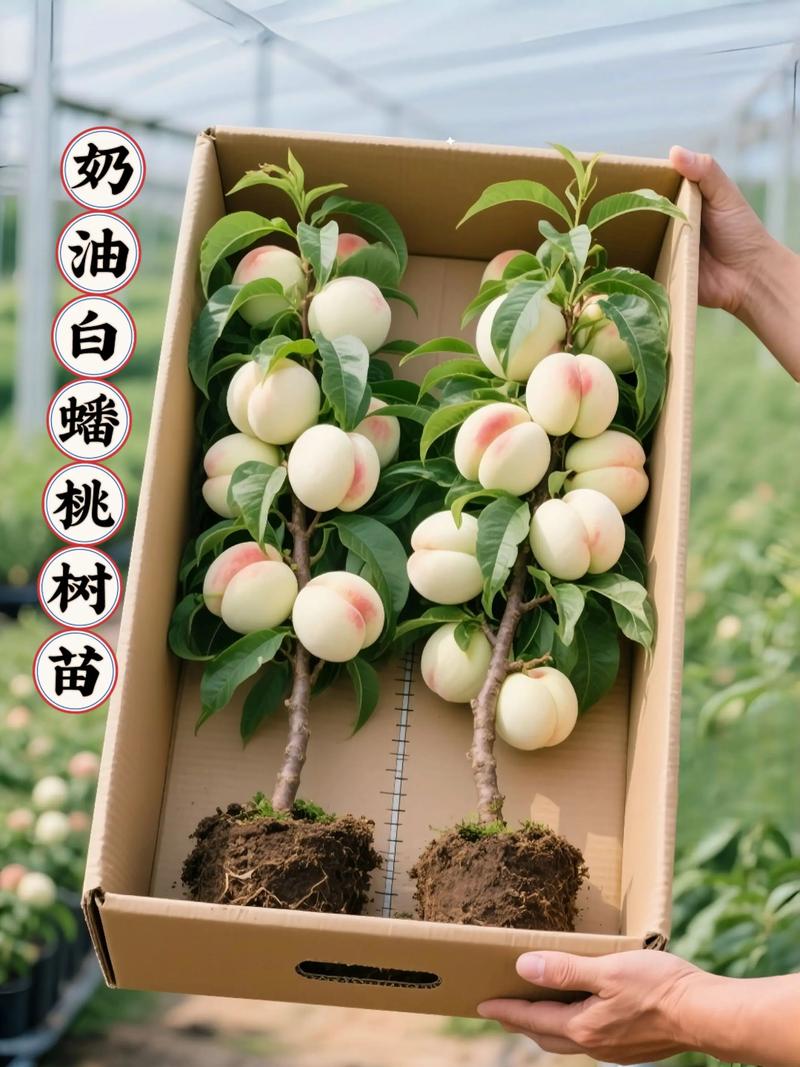 蟠桃苗的定植与养护要点