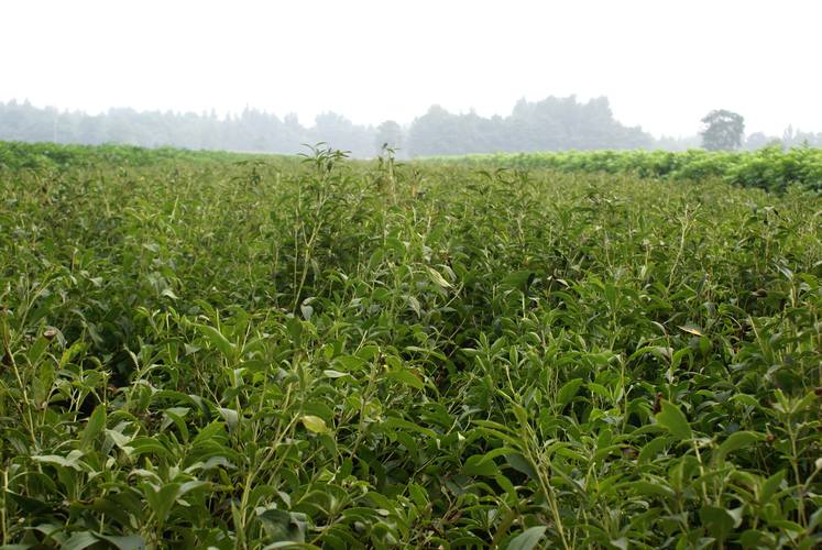 白术种植技术指南——七个关键环节确保高成活率 适宜时间