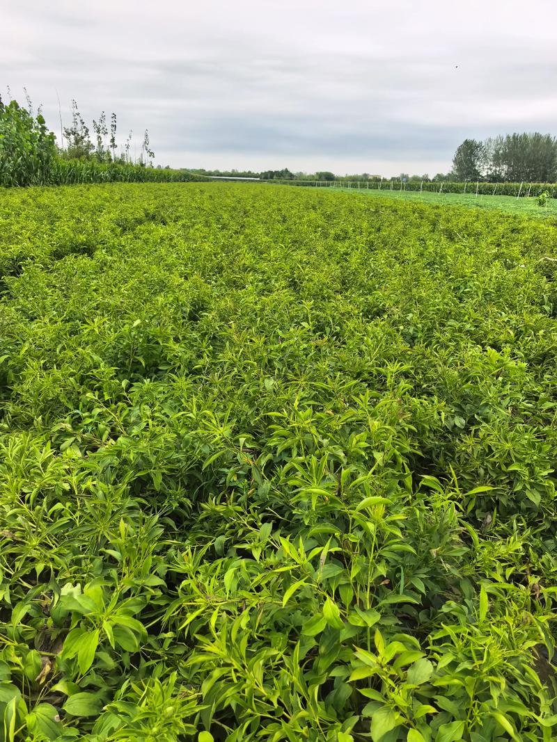 白术种植技术指南——七个关键环节确保高成活率 土壤环境