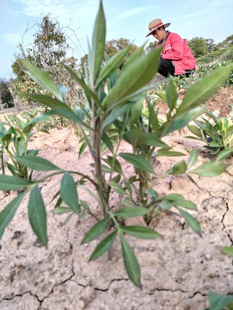 白术种植技术指南——七个关键环节确保高成活率 栽前处理