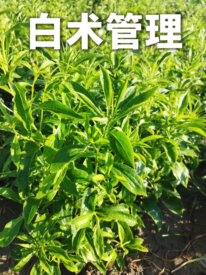 白术种植技术指南——七个关键环节确保高成活率 栽植深度