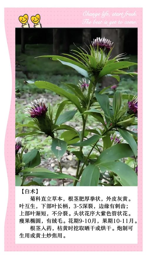 白术种植技术指南——七个关键环节确保高成活率 缓苗管理