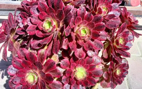 家里养法师植物好不好？全面养护指南与注意事项