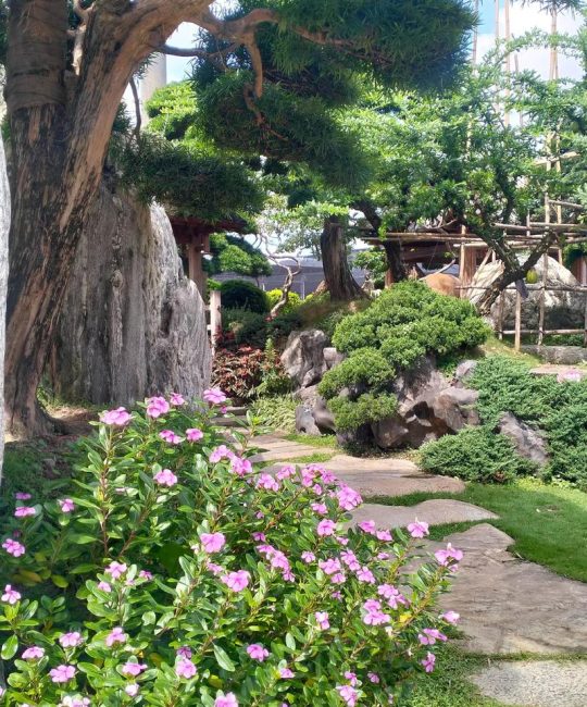 别墅后花园种树指南：科学选种与安全种植手册