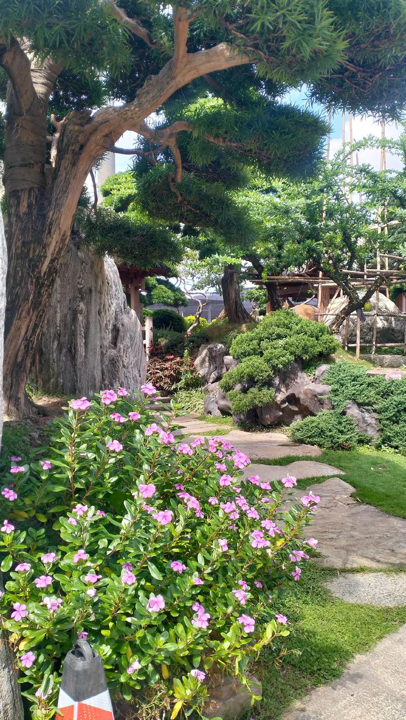 别墅后花园种树指南:科学选种与安全种植手册 别墅后花园种树指南:科学选种与安全种植手册