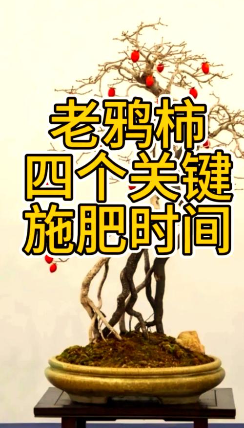 柿子树开花前施什么肥好?促花保果的关键施肥方案 促花保果养护步骤:施肥操作详解