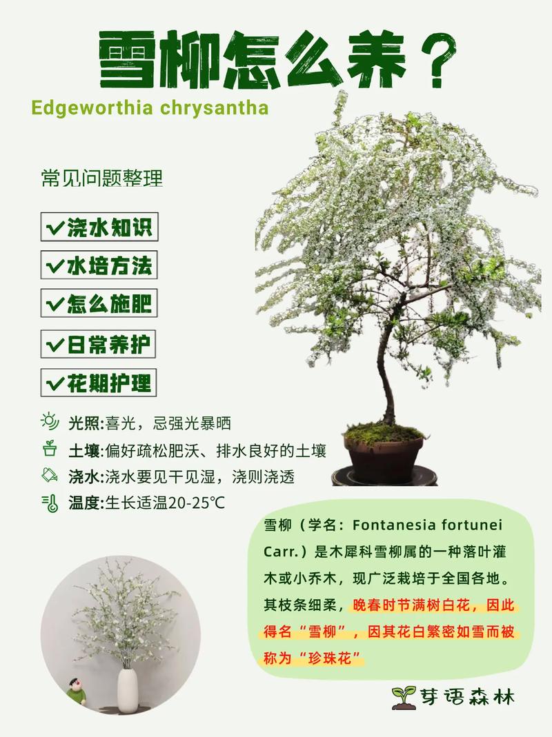 冬天植物需要浇水吗?冬季家庭园艺全面养护指南 越冬及越夏(越冬管理)