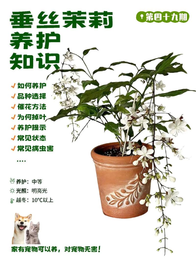 冬天植物需要浇水吗?冬季家庭园艺全面养护指南 修剪
