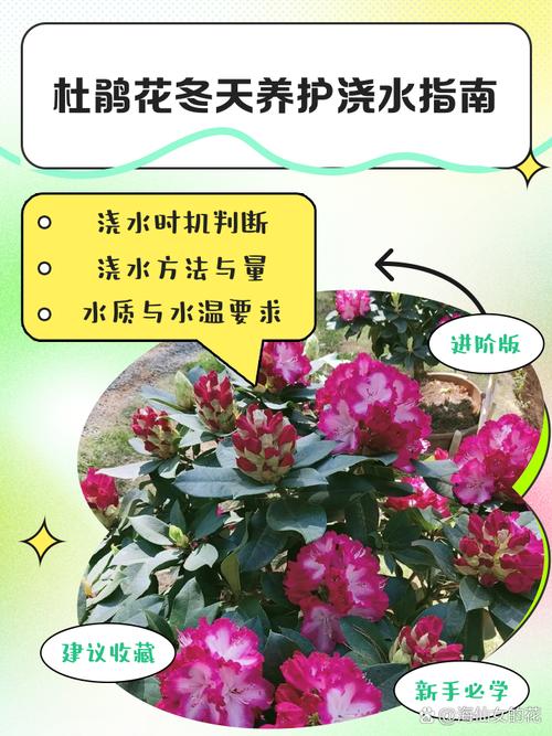 冬天植物需要浇水吗?冬季家庭园艺全面养护指南 换盆或田间管理