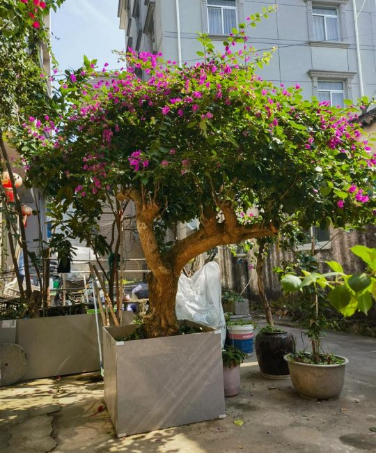 三角梅用什么树嫁接好？专家详解最佳砧木与操作流程