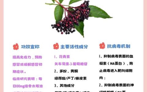 接骨木梅是什么？一篇带你全面了解
