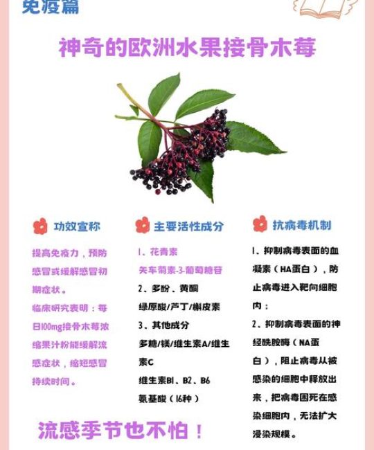 接骨木梅是什么？一篇带你全面了解