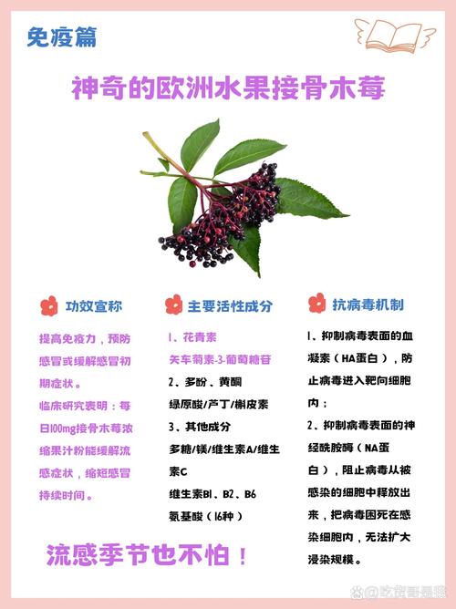 接骨木梅是什么?一篇带你全面了解 接骨木梅是什么?一篇带你全面了解