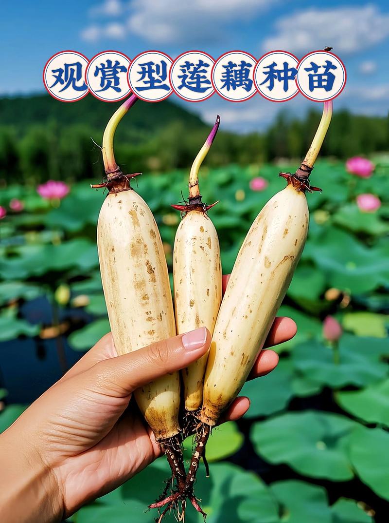观赏睡莲种苗价格:2025年市场报价参考区间及影响因素分析 运输因素