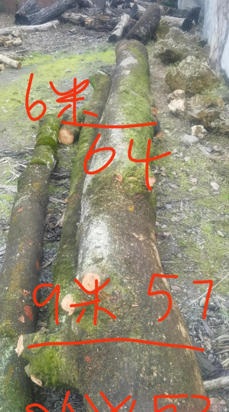 大叶楠木原木价格与园艺价值探析:一方多少钱? 影响原木价格的核心因素