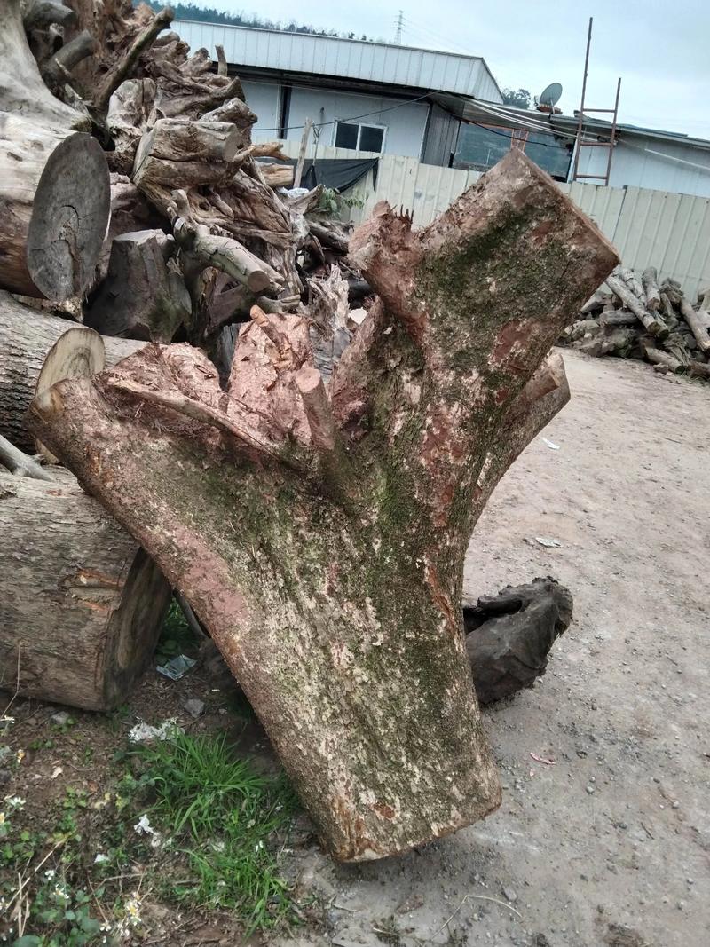 大叶楠木原木价格与园艺价值探析:一方多少钱? 当前市场参考价格范围