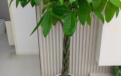 大型发财树怎么养才能更旺盛？家庭养护全指南