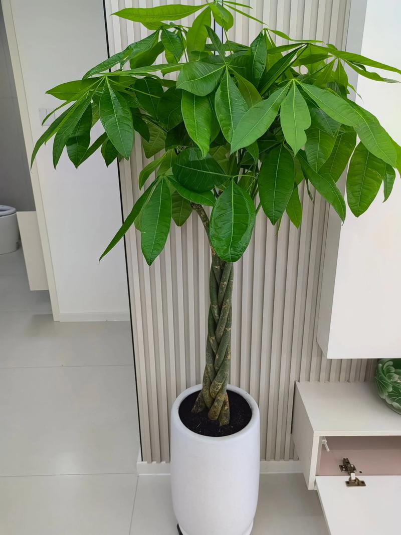 大型发财树怎么养才能更旺盛?家庭养护全指南 大型发财树怎么养才能更旺盛?家庭养护全指南