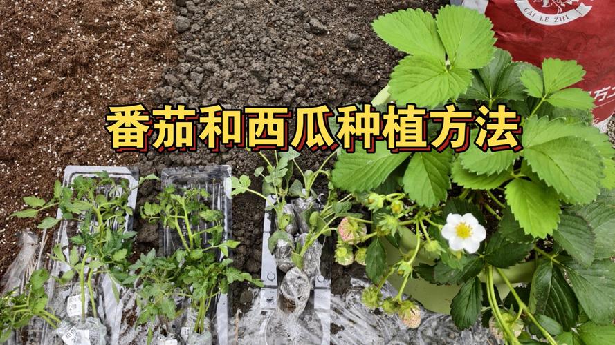 六月番茄种植指南:从选时到缓苗的完整操作流程 浇定根水