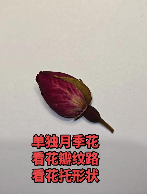 月季与玫瑰别再傻傻分不清:一张表看懂6大核心区别 逻辑解释:为什么它们如此不同