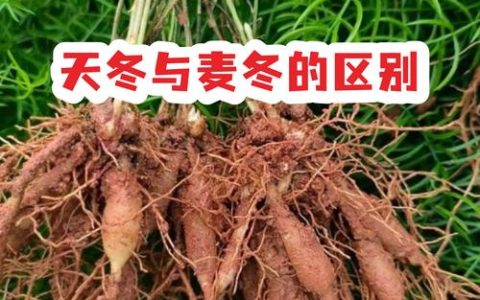 药用麦冬与麦冬草的区别：6维度对比助你精准选种