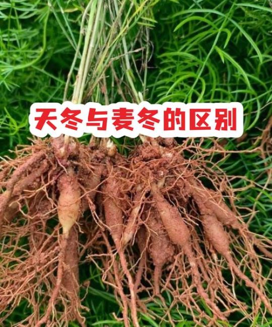 药用麦冬与麦冬草的区别：6维度对比助你精准选种