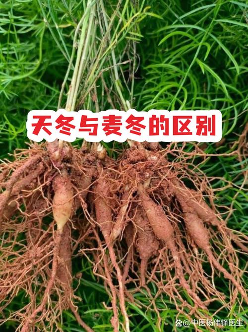 药用麦冬与麦冬草的区别:6维度对比助你精准选种 药用麦冬与麦冬草的区别:6维度对比助你精准选种
