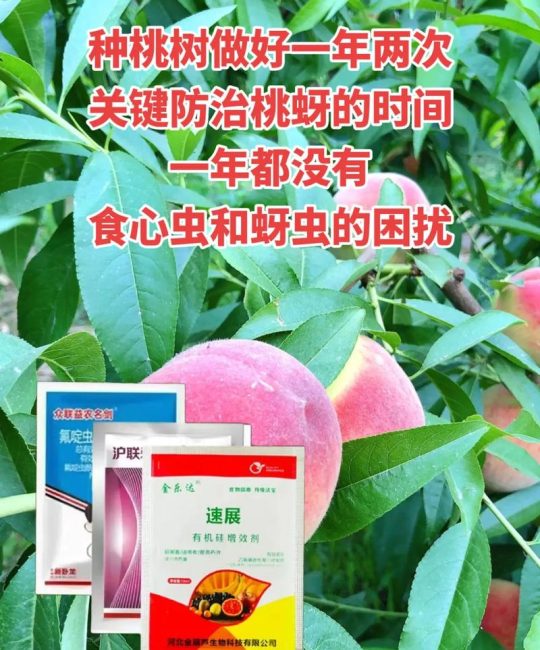 桃树六月份打什么农药？2026年防治褐斑病与食心虫的精准方案