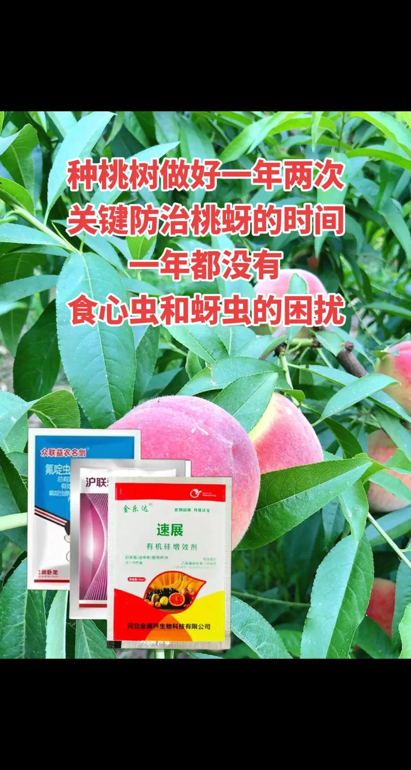 桃树六月份打什么农药?2026年防治褐斑病与食心虫的精准方案 桃树六月份打什么农药?2026年防治褐斑病与食心虫的精准方案