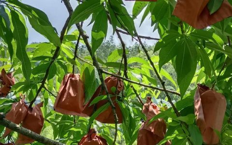 桃树套袋最佳时间详解：精准把握花后45-55天黄金窗口