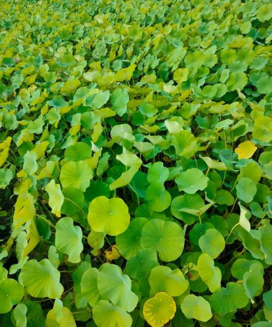 荷花苗是什么样子的？形态特征与识别要点全解析