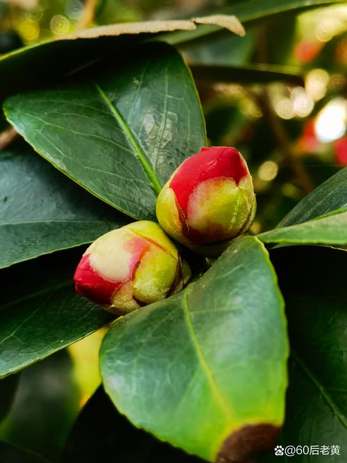金花茶是山茶花吗?一定要分清这几点 光照与水肥精准方案:不同季节的量化指南