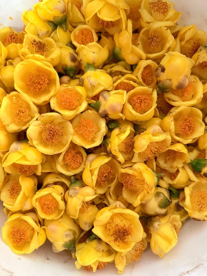 金花茶是山茶花吗?一定要分清这几点 修剪促花系统指导