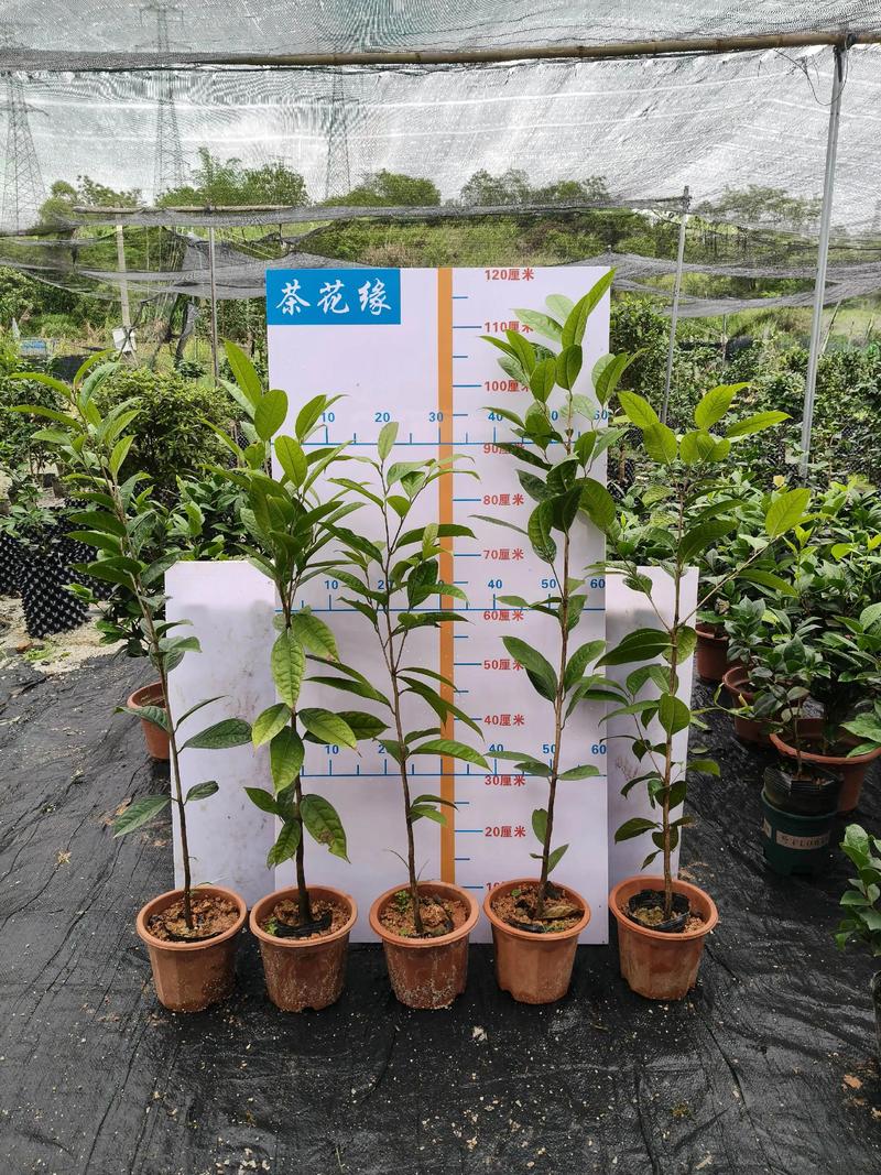金花茶是山茶花吗?一定要分清这几点 盆栽/地栽选择决策