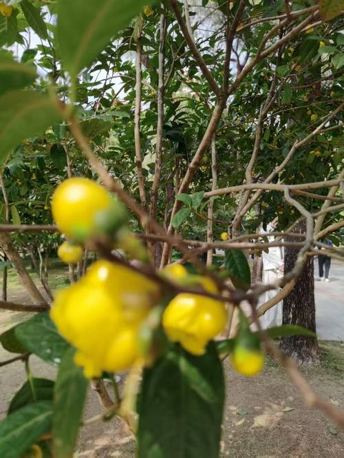 金花茶是山茶花吗?一定要分清这几点 常见误区与纠正