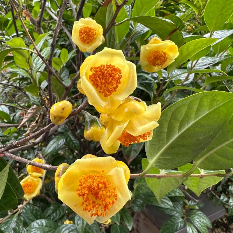 金花茶是山茶花吗?一定要分清这几点 常见问题FAQ