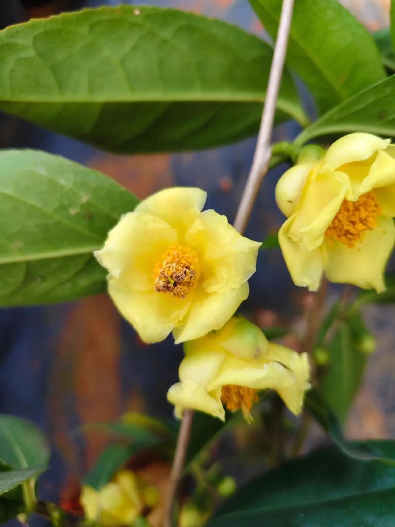 金花茶是山茶花吗?一定要分清这几点 总结:3个核心可执行动作
