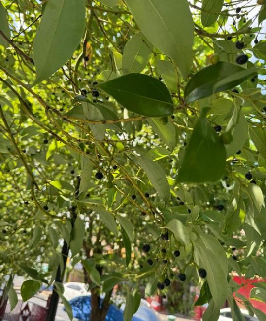 常绿乔木树种大全与庭院/行道树种植指南（树形·遮荫·移栽）
