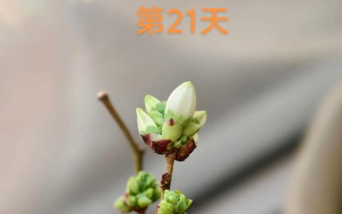 蓝莓薄雾适合北方种植吗？北方种植技术全指南
