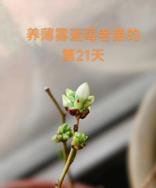 蓝莓薄雾适合北方种植吗？北方种植技术全指南