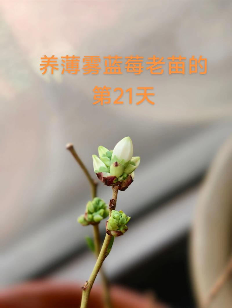 蓝莓薄雾适合北方种植吗?北方种植技术全指南 一、气候适应性分析:它能扛住北方的冬天吗?