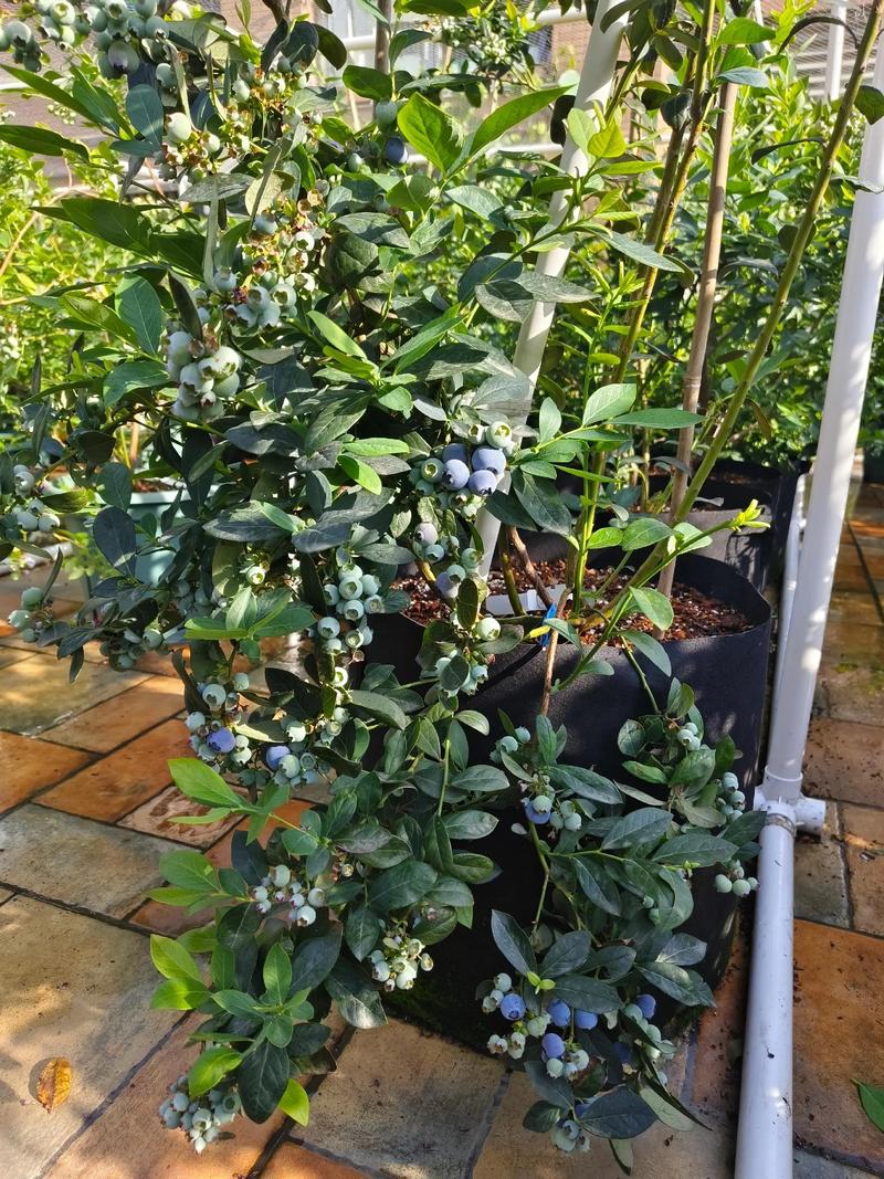 蓝莓薄雾适合北方种植吗?北方种植技术全指南 二、北方种植技术指南(可执行步骤)