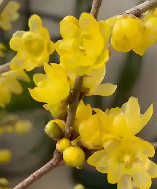 昆明腊梅什么时候开花？花期、观赏期与促花养护全攻略