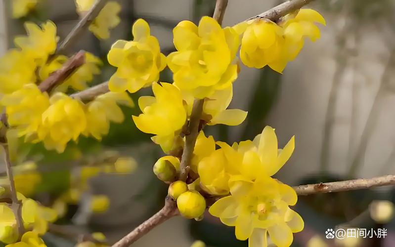昆明腊梅什么时候开花?花期、观赏期与促花养护全攻略 昆明腊梅什么时候开花?
