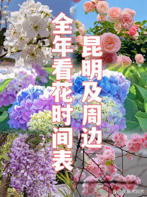 昆明腊梅什么时候开花?花期、观赏期与促花养护全攻略 不开花或不盛花的常见原因与解决
