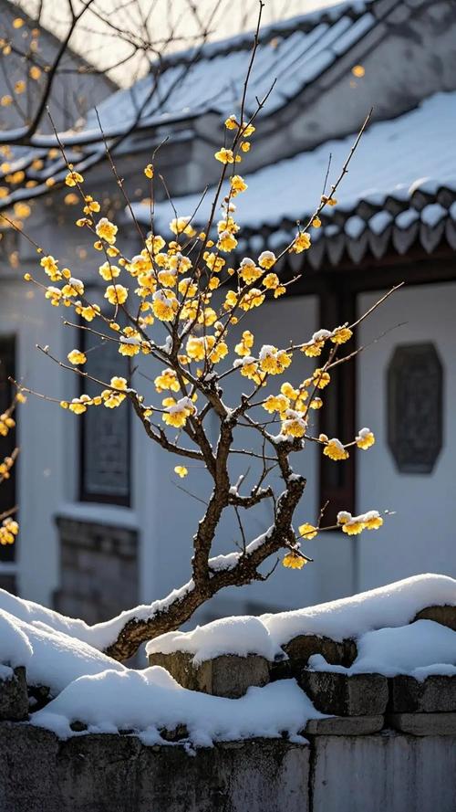 昆明腊梅什么时候开花?花期、观赏期与促花养护全攻略 总结