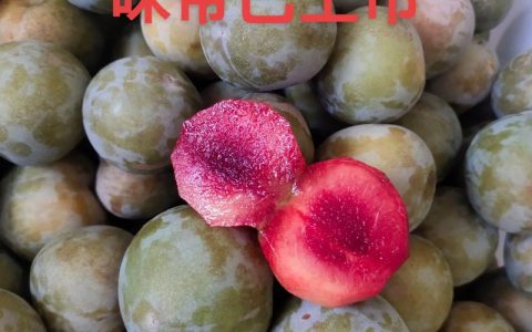 味帝李子价格是多少？规格、产地、季节影响报价