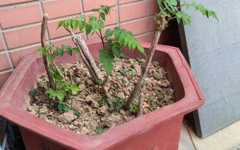 凌霄花怎么换盆？抓住黄金时间，3步搞定根系复壮