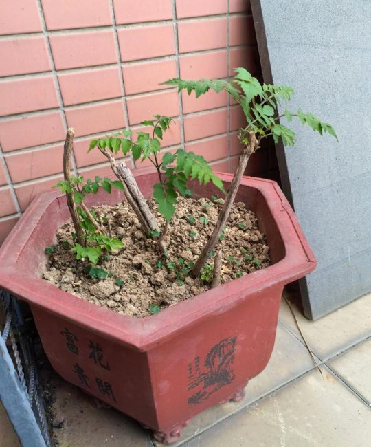 凌霄花怎么换盆？抓住黄金时间，3步搞定根系复壮
